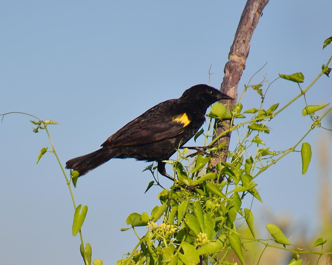 Yellow-winged Blackbird Photo by Burt Finkelstein
