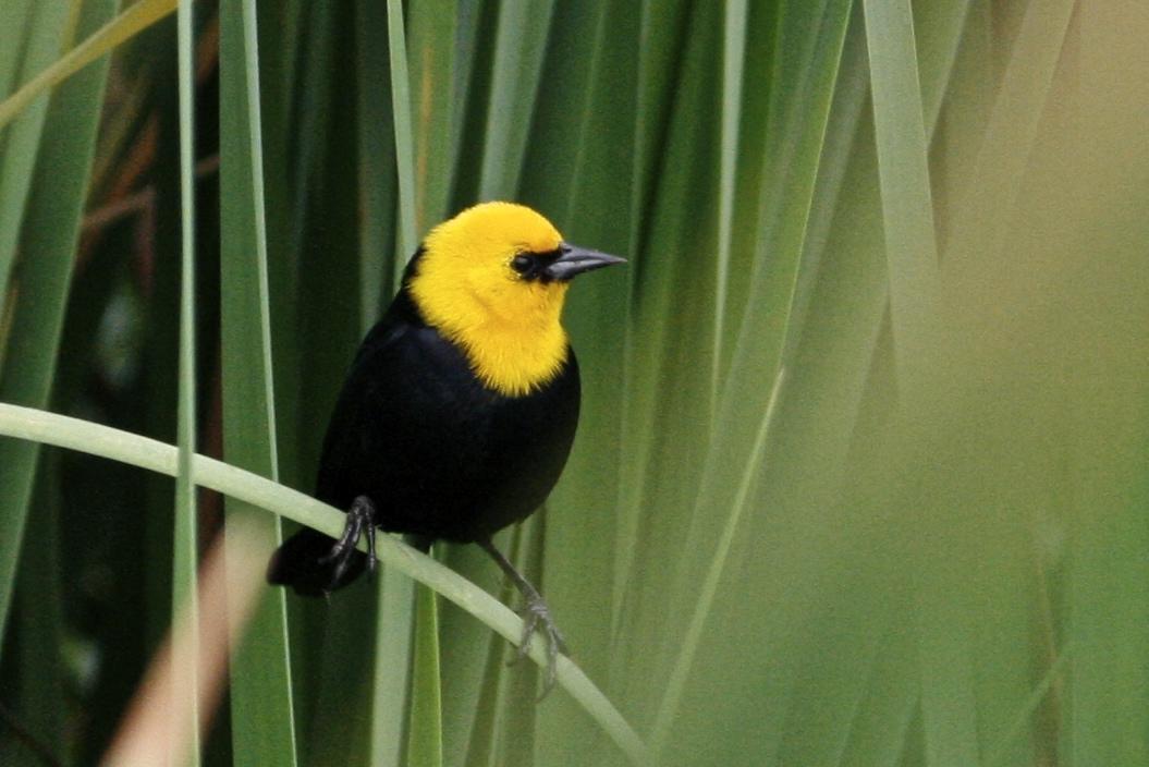 Yellow-hooded Blackbird Photo by Oscar Johnson