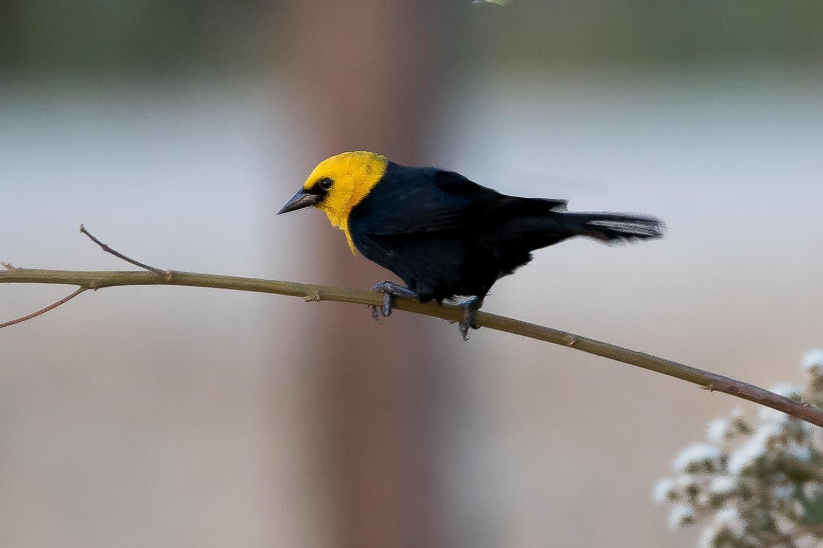 Yellow-hooded Blackbird Photo by Gerald Hoekstra