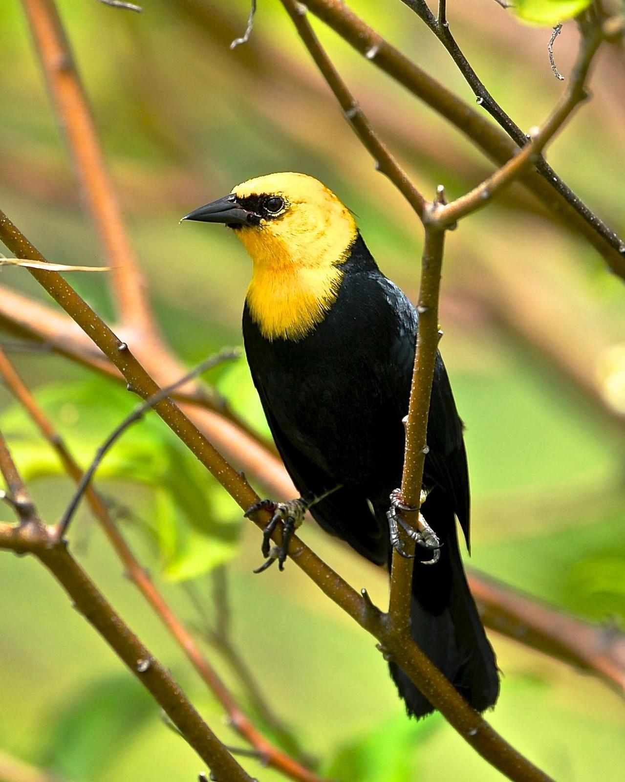 Yellow-hooded Blackbird Photo by Gerald Friesen