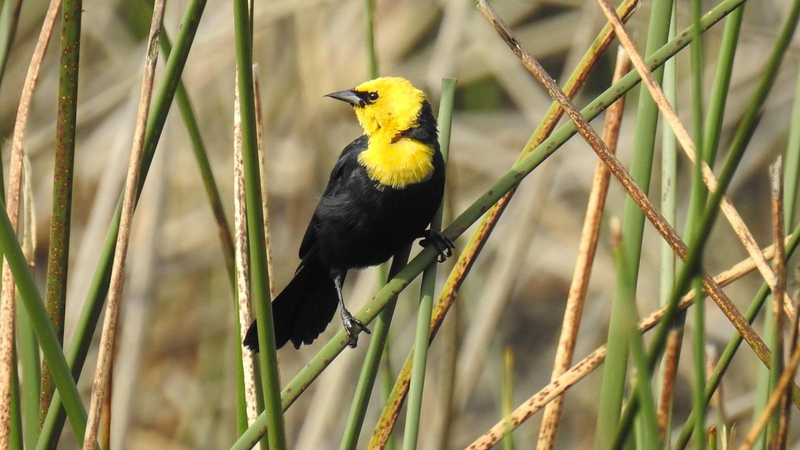 Yellow-hooded Blackbird Photo by Julio Delgado