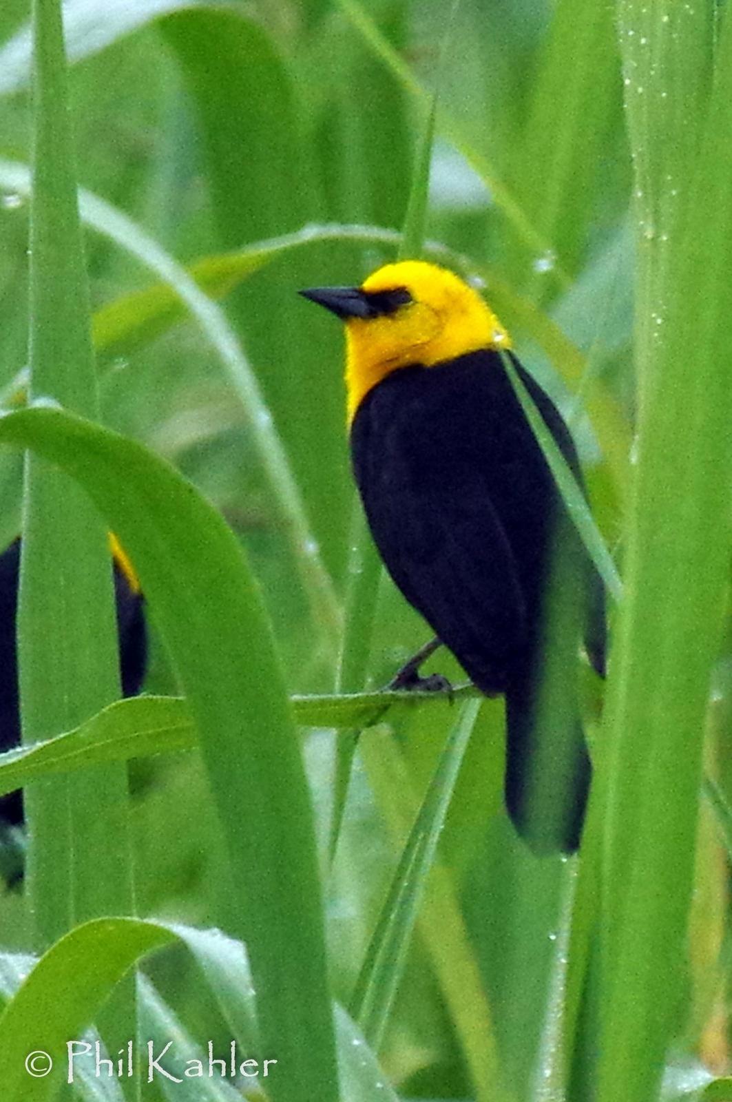 Yellow-hooded Blackbird Photo by Phil Kahler