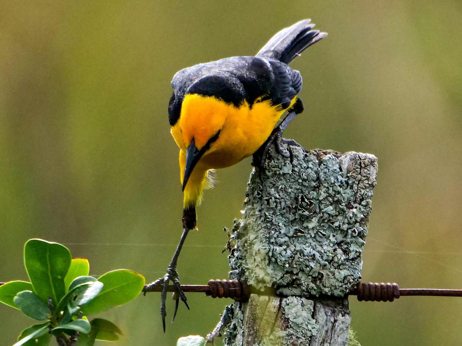 Saffron-cowled Blackbird Photo by Roger Horn