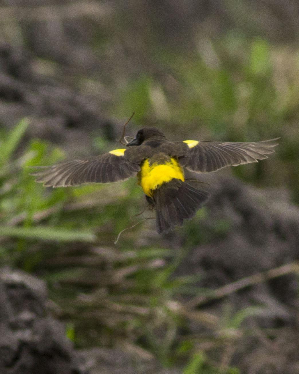 Yellow-rumped Marshbird Photo by Lee Harding