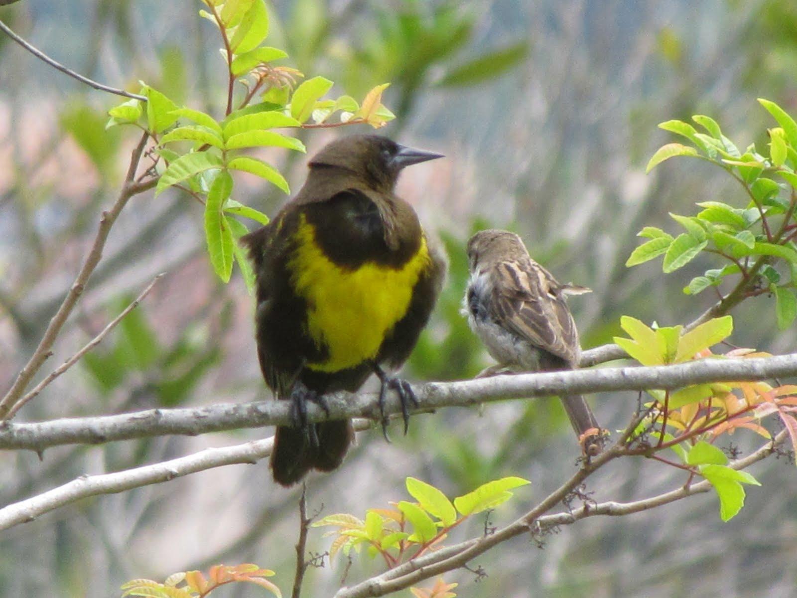 Brown-and-yellow Marshbird Photo by Jeff Harding