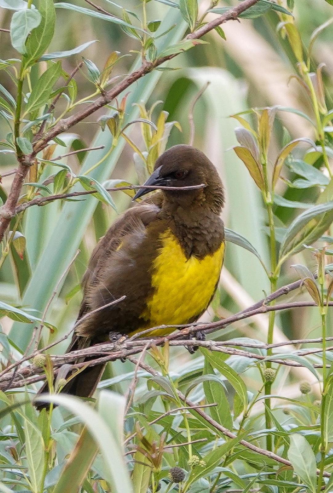 Brown-and-yellow Marshbird Photo by Kathleen Horn