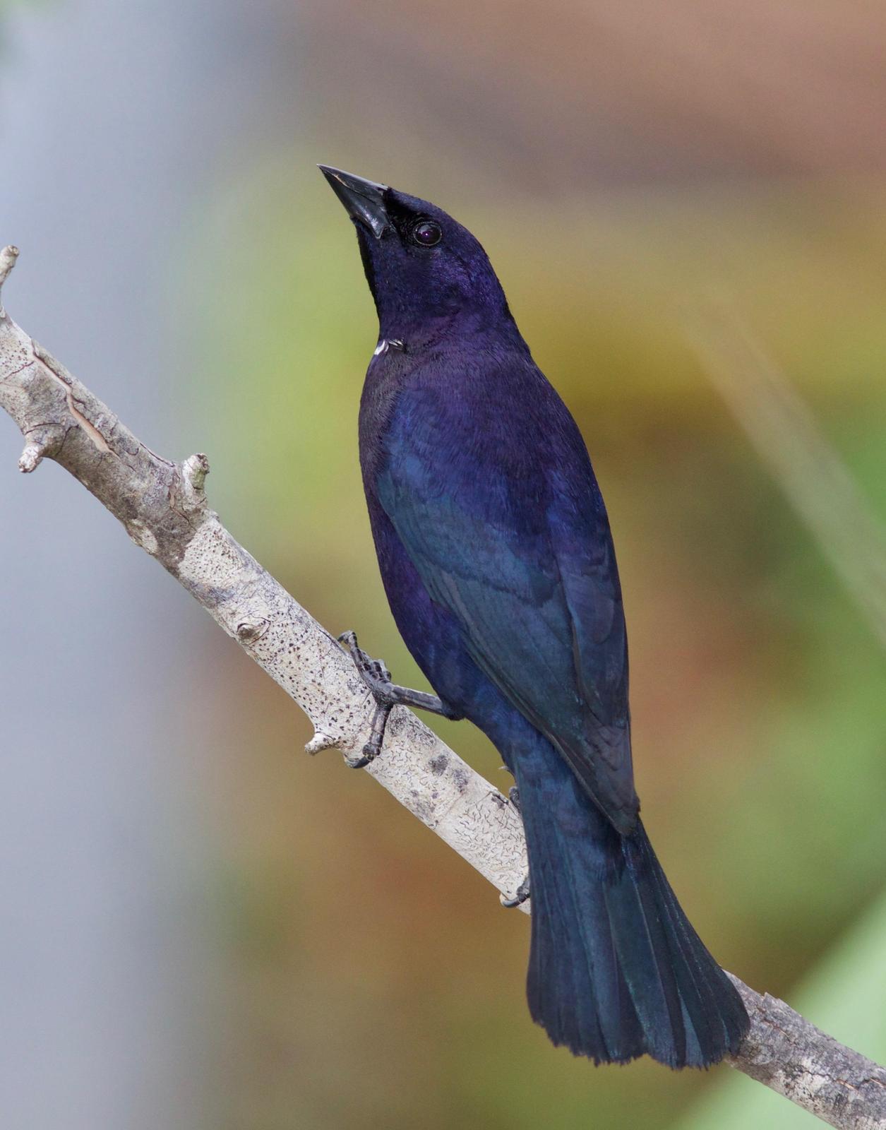 Shiny Cowbird Photo by Andre  Moncrieff