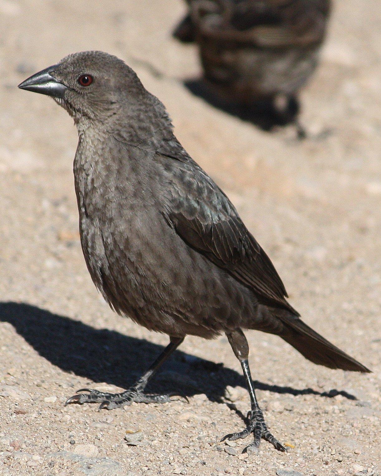 Bronzed Cowbird Photo by Andrew Core