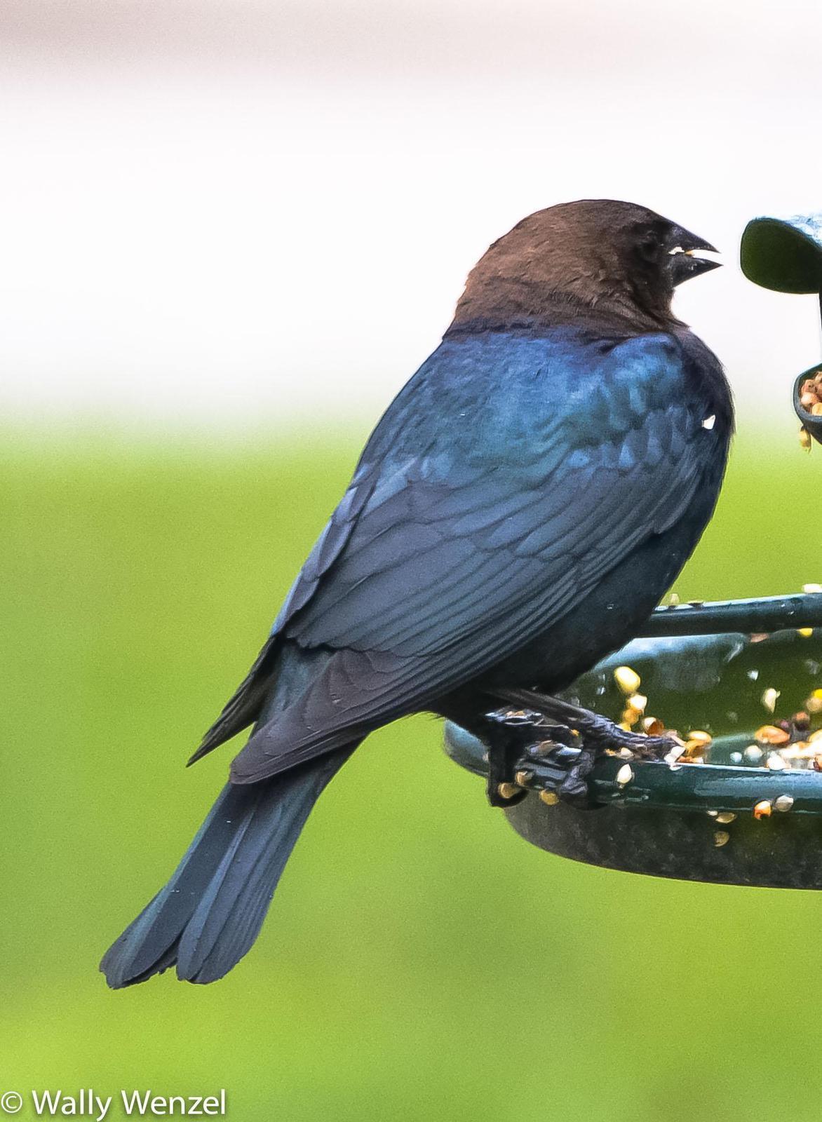 Brown-headed Cowbird Photo by Wally Wenzel