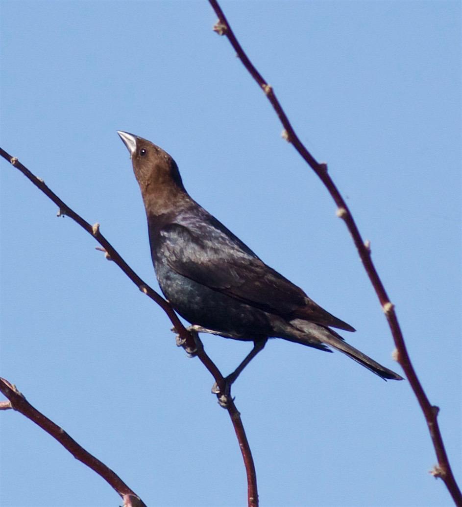 Brown-headed Cowbird Photo by Kathryn Keith