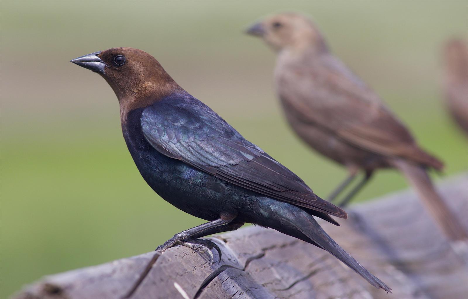 Brown-headed Cowbird Photo by Kathryn Keith