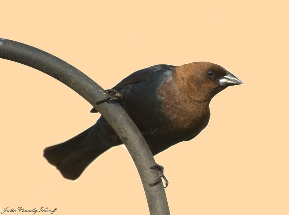 Brown-headed Cowbird Photo by Jackie Connelly-Fornuff