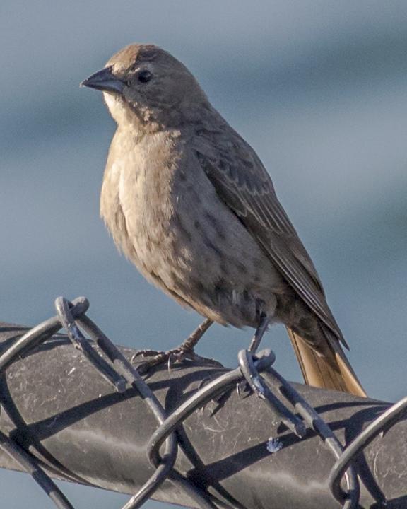 Brown-headed Cowbird Photo by Anthony Gliozzo