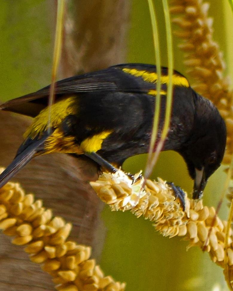 Cuban Oriole Photo by Ollie Oliver
