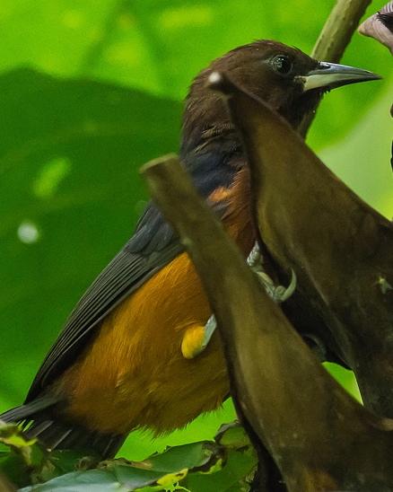 Martinique Oriole Photo by Jacques-Alexis REAL