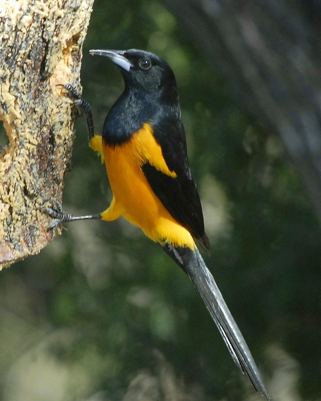 Black-vented Oriole Photo by David Hollie