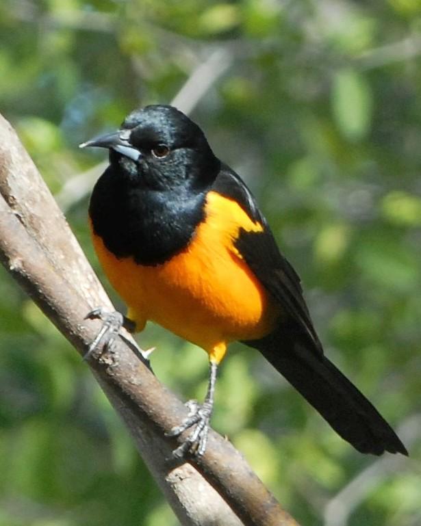 Black-vented Oriole Photo by David Hollie