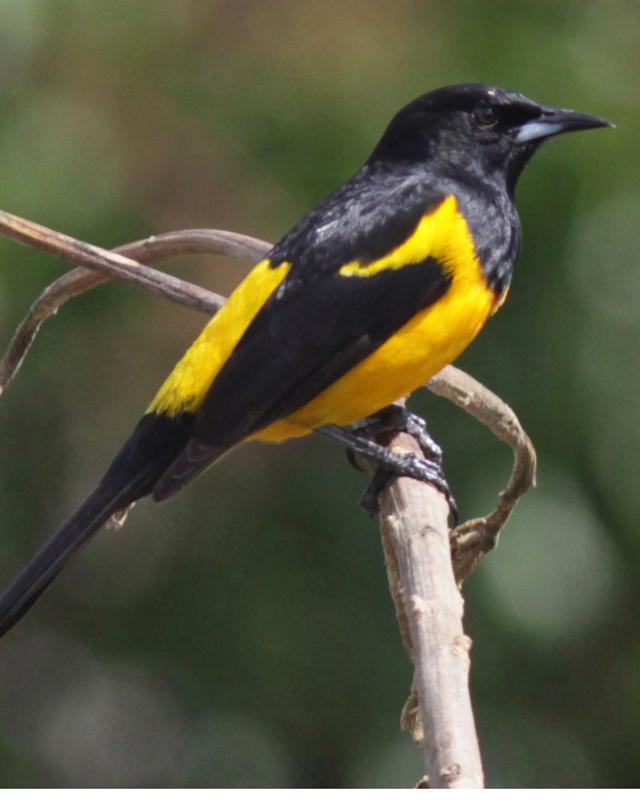 Black-vented Oriole Photo by Larry Sirvio