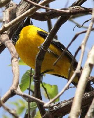 Bar-winged Oriole Photo by Amy McAndrews