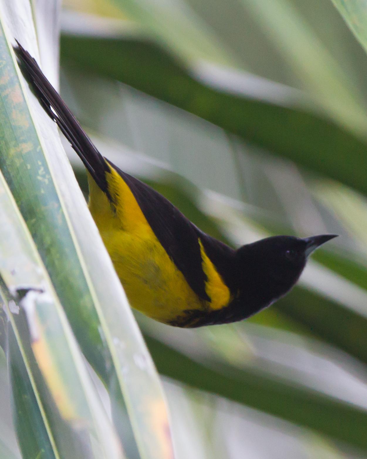 Black-cowled Oriole Photo by Kevin Berkoff