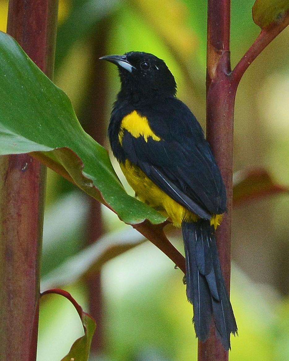 Black-cowled Oriole Photo by David Hollie