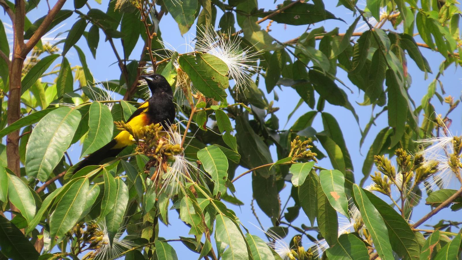 Black-cowled Oriole Photo by Lisa Owens