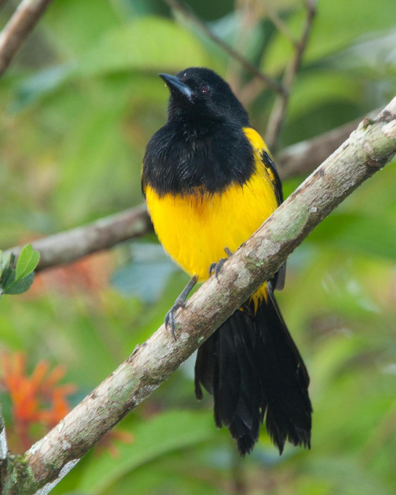 Black-cowled Oriole Photo by Robert Lewis
