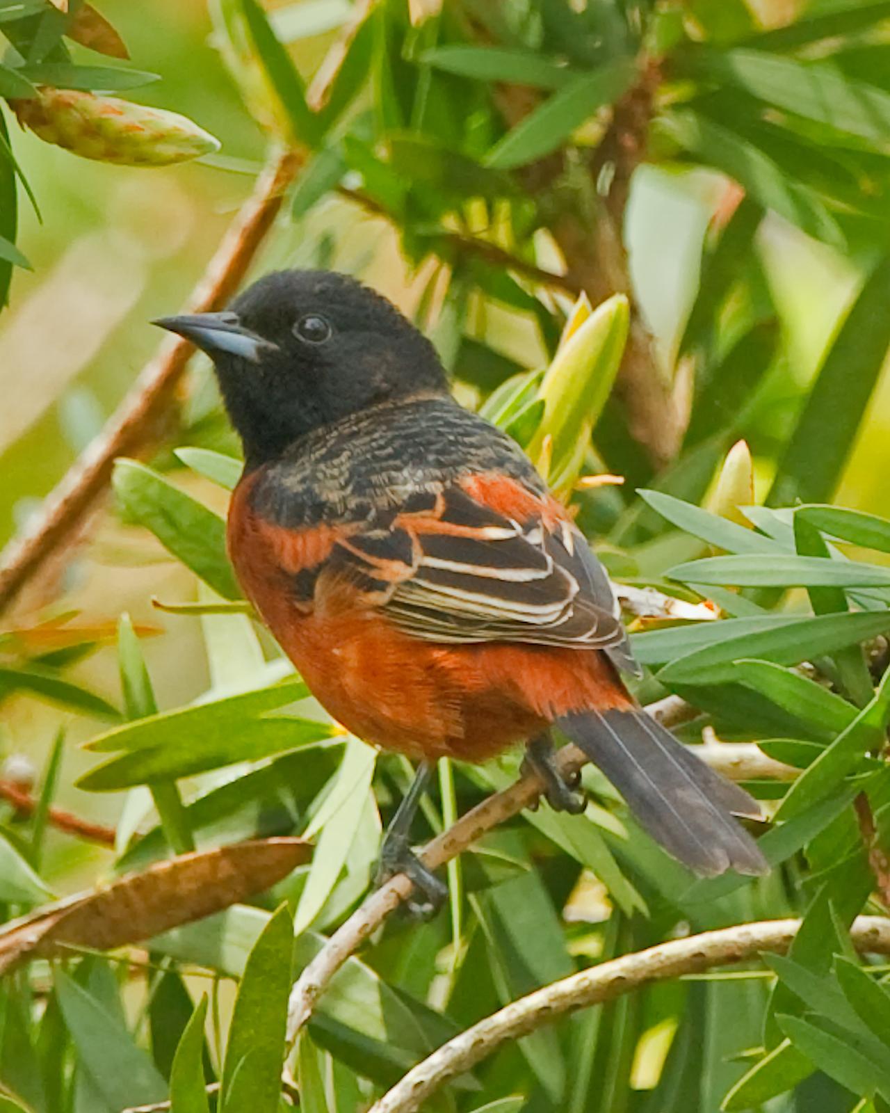 Orchard Oriole Photo by JC Knoll