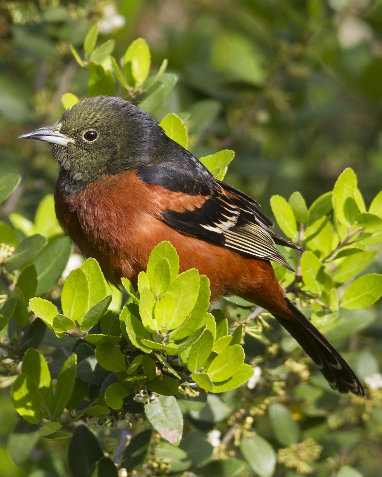 Orchard Oriole Photo by Bill Adams
