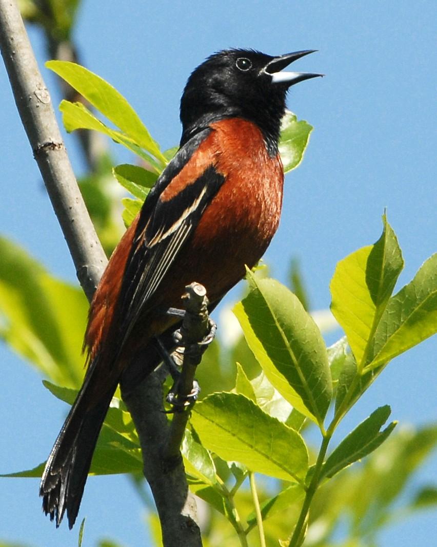 Orchard Oriole Photo by David Hollie