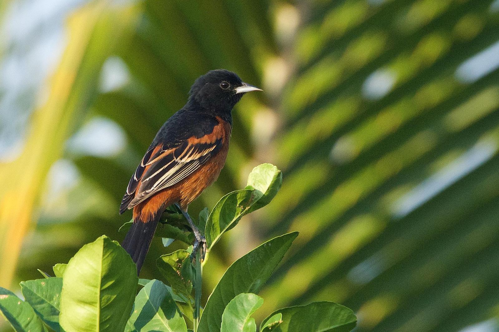 Orchard Oriole Photo by Gerald Hoekstra
