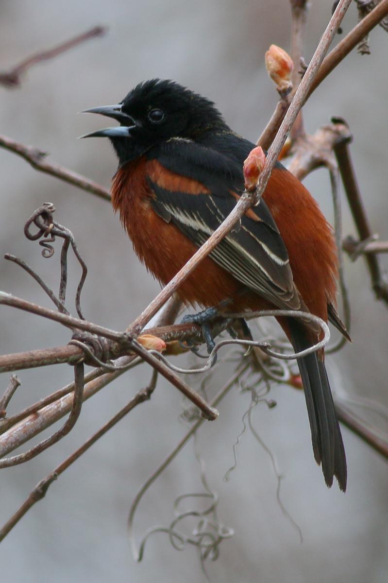 Orchard Oriole Photo by Skip Russell