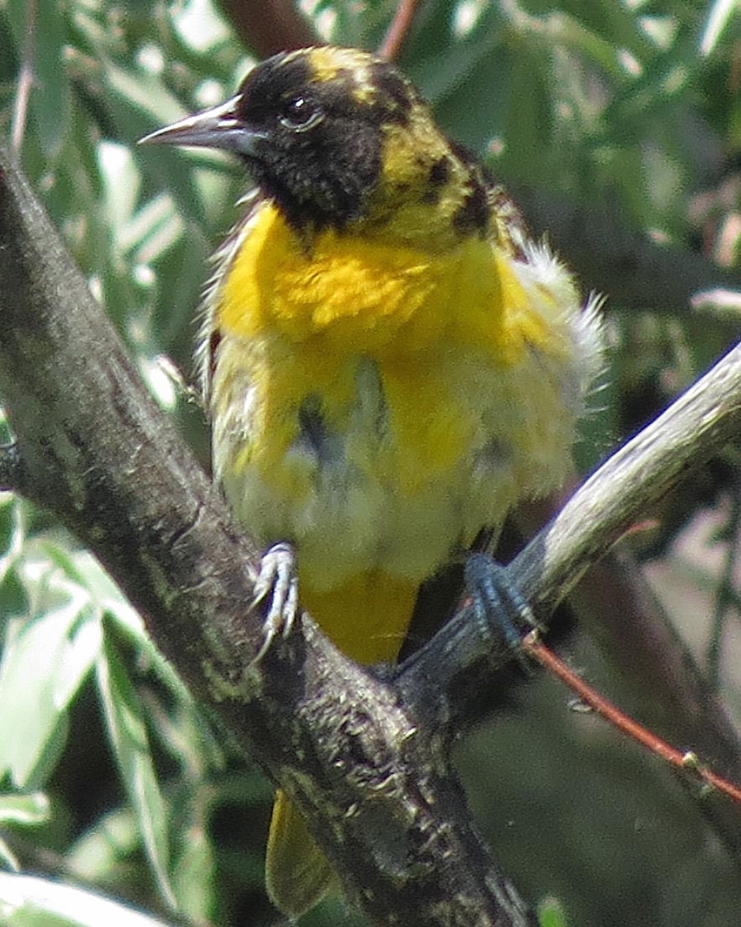 Orchard Oriole Photo by Kelly Preheim