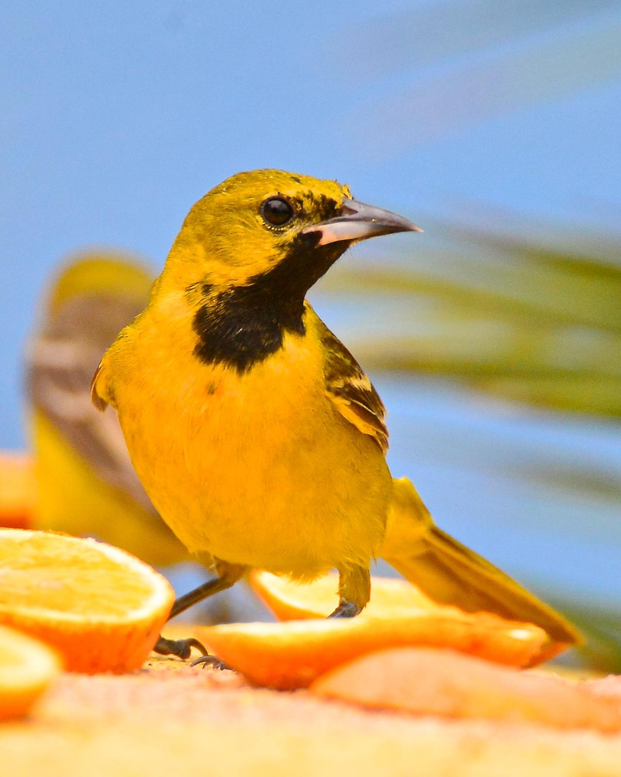 Orchard Oriole Photo by Gerald Friesen