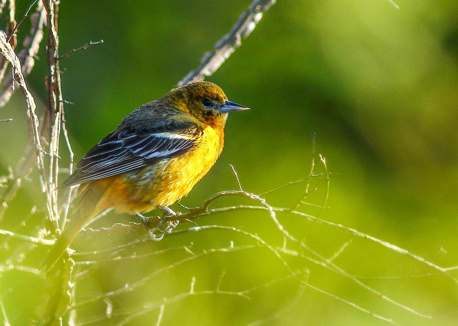 Orchard Oriole Photo by Terry Campbell