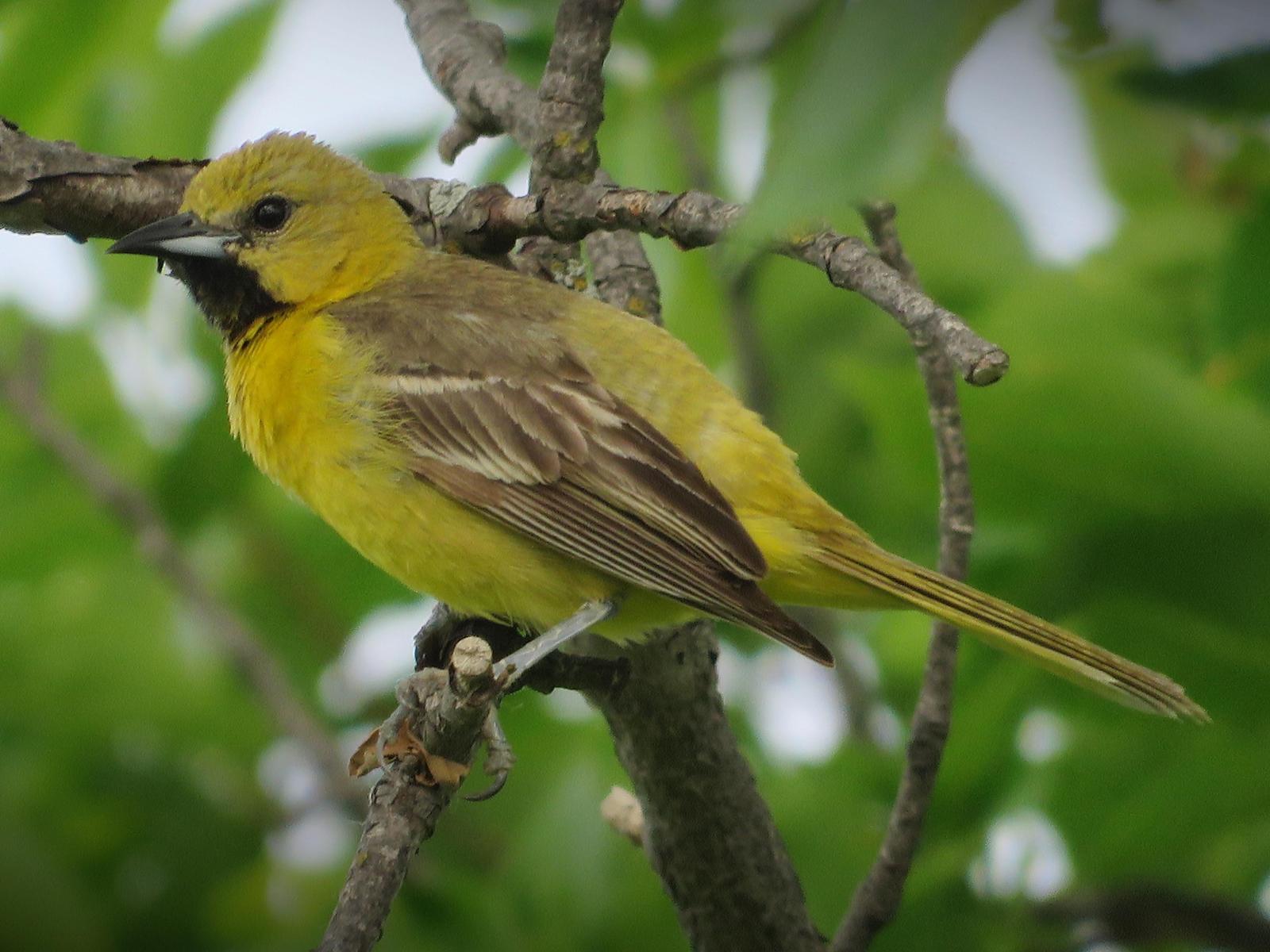 Orchard Oriole Photo by Bob Neugebauer