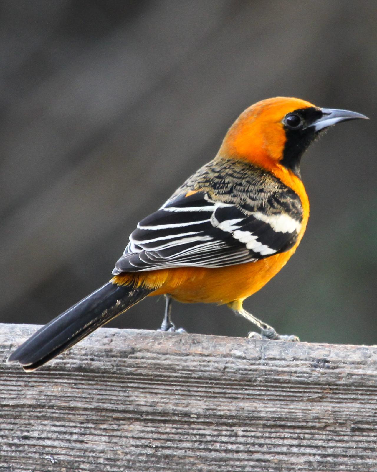 Hooded Oriole Photo by Kelley Sampeck