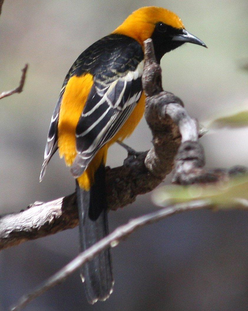 Hooded Oriole Photo by Andrew Core