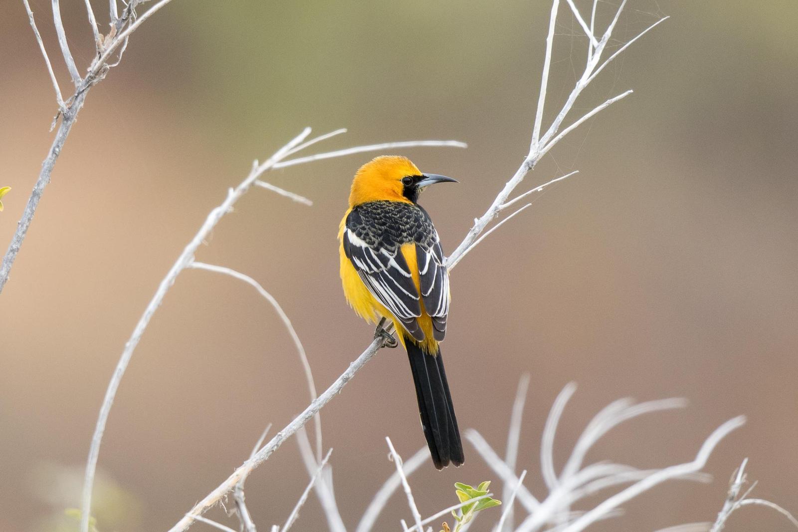 Hooded Oriole Photo by Morgan Edwards