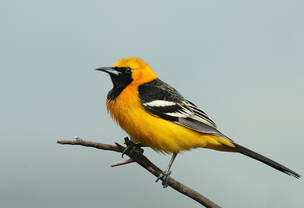 Hooded Oriole Photo by Vicki Miller