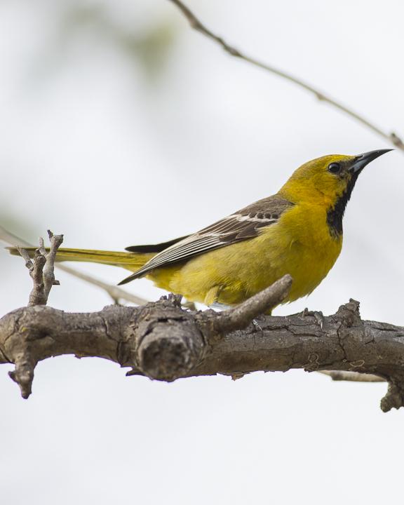 Hooded Oriole Photo by Anthony Gliozzo
