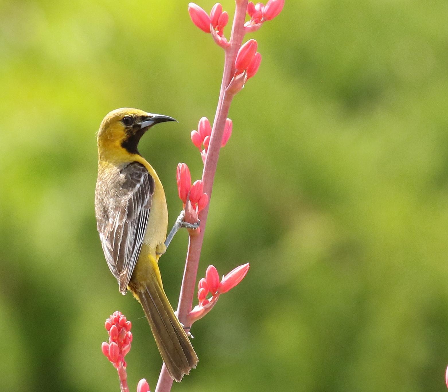 Hooded Oriole Photo by Vicki Miller