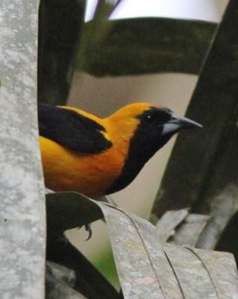Yellow-backed Oriole Photo by Michael L. P. Retter
