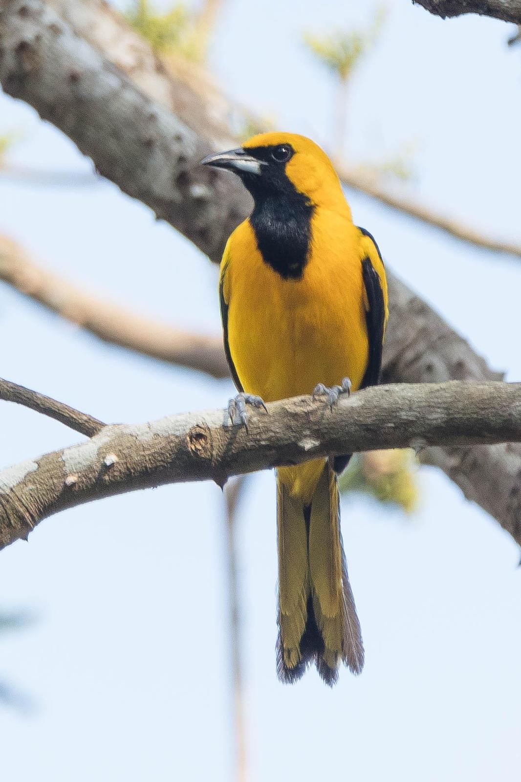 Yellow-backed Oriole Photo by Denis Rivard