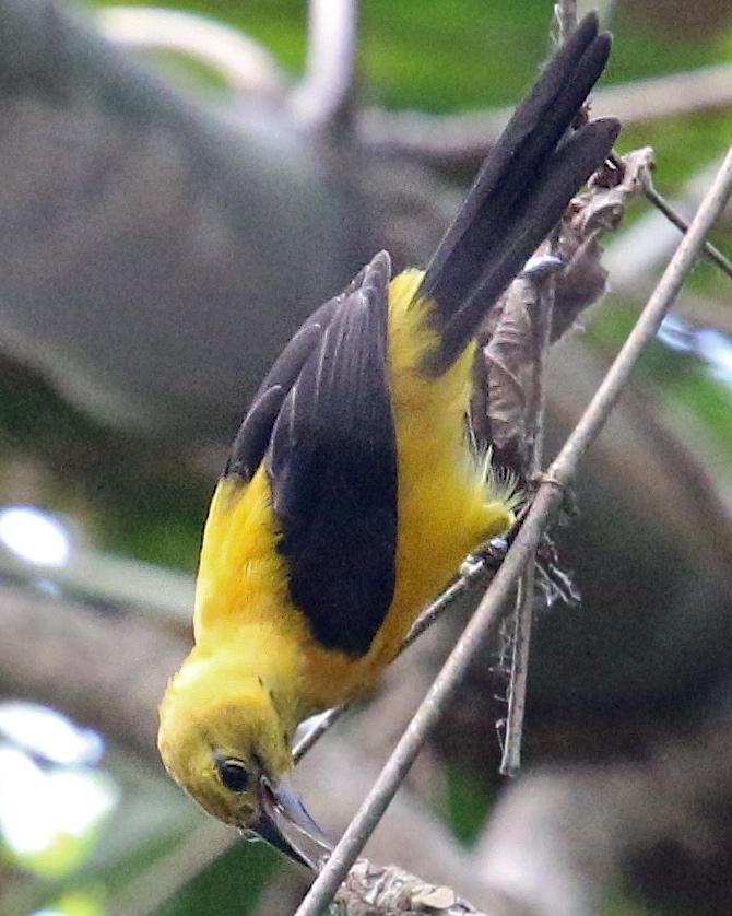 Yellow-backed Oriole Photo by Knut Hansen