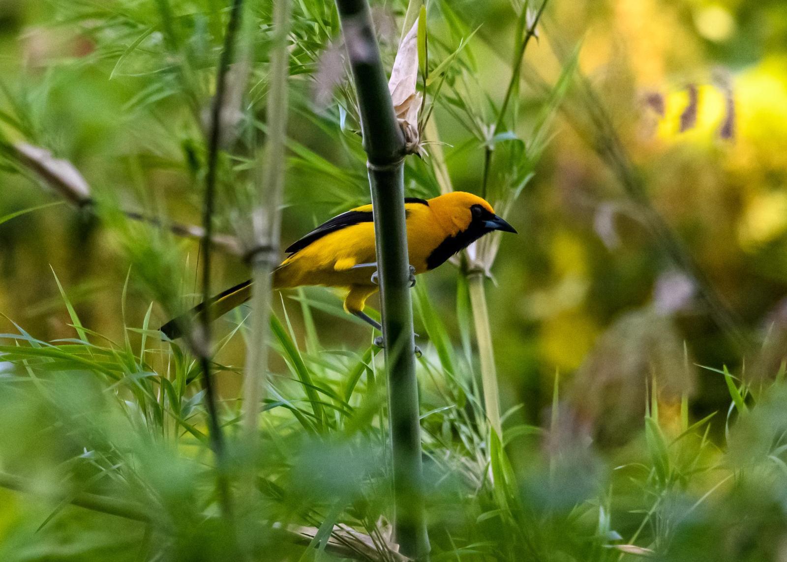 Yellow-tailed Oriole Photo by Gerald Hoekstra