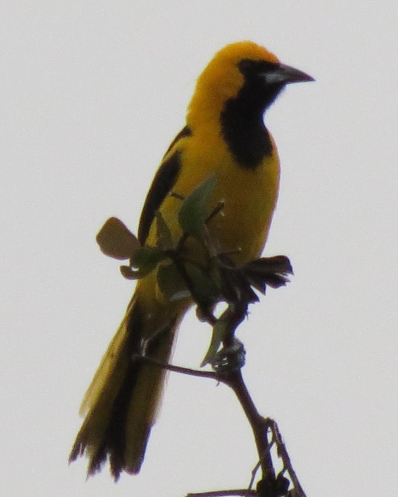 Yellow-tailed Oriole Photo by David Bell