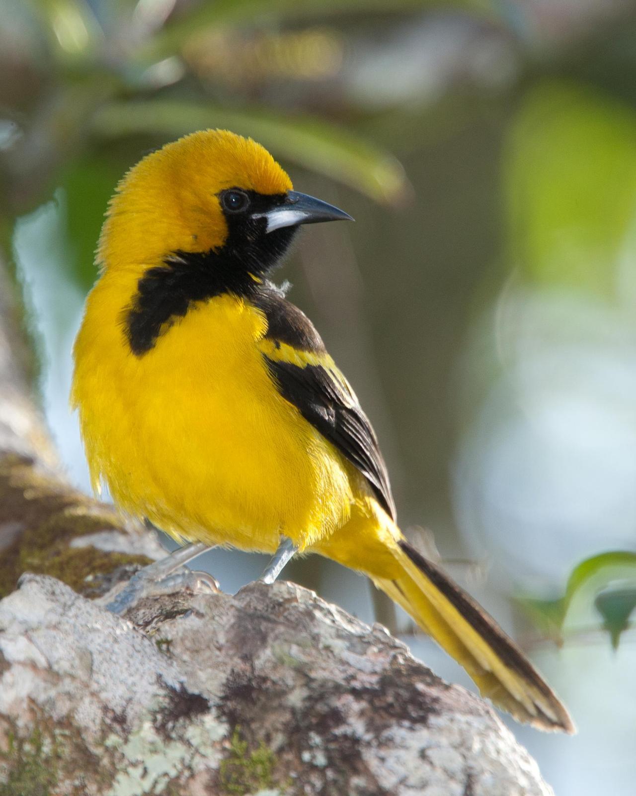 Yellow-tailed Oriole Photo by Robert Lewis