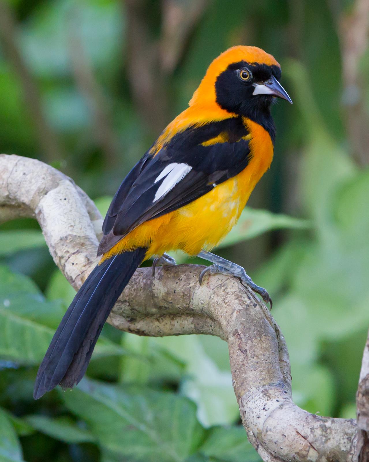 Orange-backed Troupial Photo by Kevin Berkoff