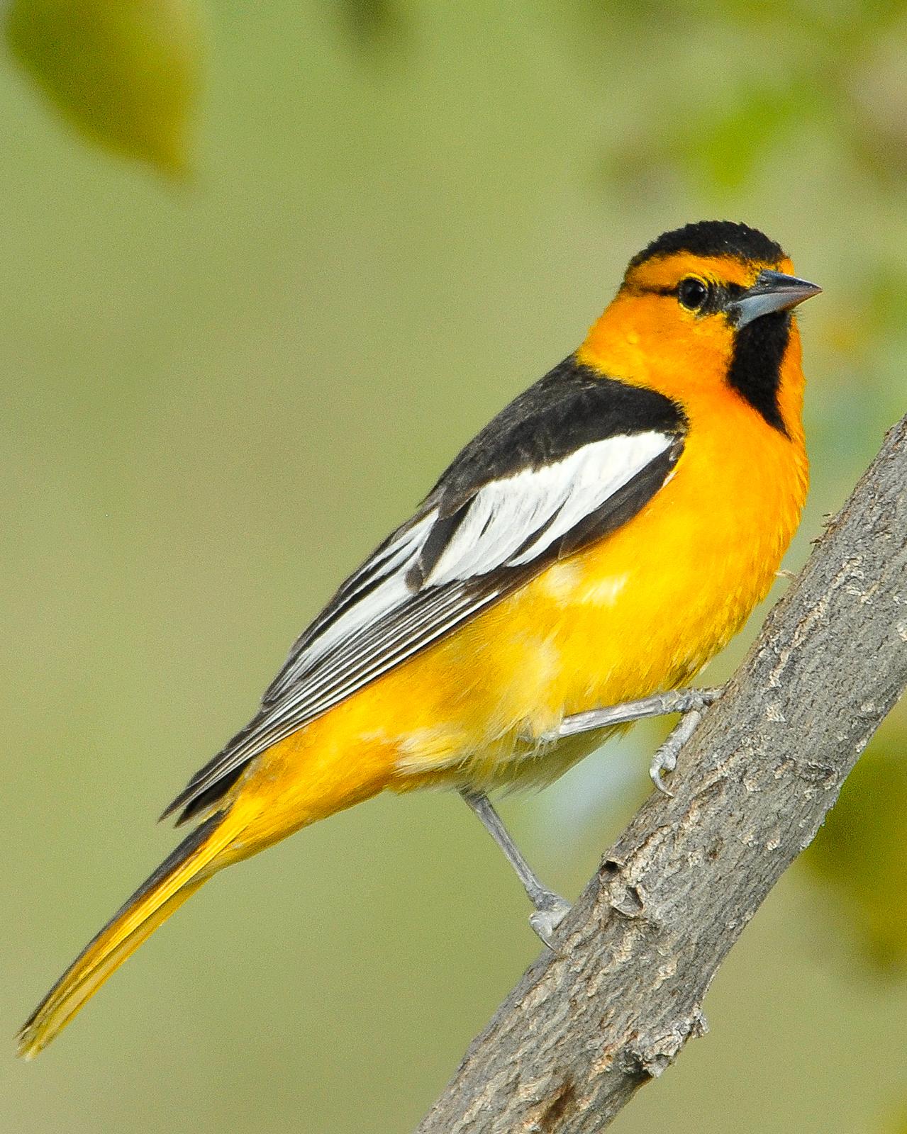 Bullock's Oriole Photo by Mike Fish
